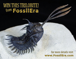 Win a Walliserops! FossilEra's March Fossil Giveaway