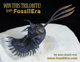 Win a Walliserops! FossilEra's March Fossil Giveaway