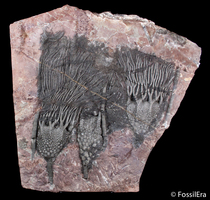 New Arrivals - Large Moroccan Crinoid Plates