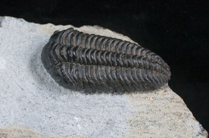 Preparation Sequence - Norwegian Pliomera Trilobite