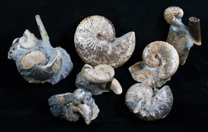 New Arrivals – South Dakota Ammonites