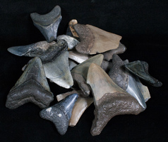 Announcing – Free Fossils For Teachers Program