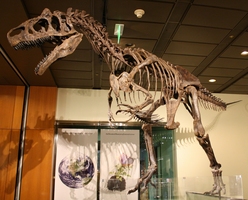 About Allosaurus