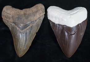 New Product: Giant Chocolate Megalodon Teeth