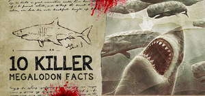 10 Killer Megalodon Shark Facts