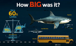 Megalodon Size: How Big Was The Megalodon Shark?