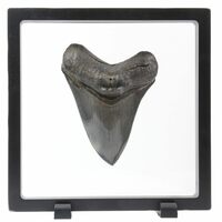 Elegantly Display Your Collection With Floating Frame Cases