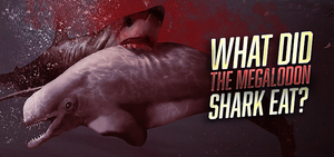 What Did The Megalodon Shark Eat?
