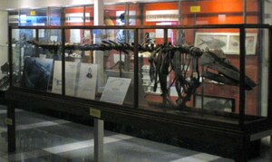 Vermont State Fossil - Mount Holly Mammoth & Charlotte Whale