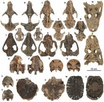 Top 10 Paleontology News Stories Of 2019