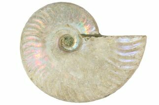 2 1/2" Silver Iridescent Ammonite Fossils