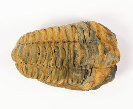 3"+ XL Calymene (Colpocoryphe) Trilobite Fossils