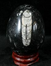 Polished Fossil Orthoceras (Cephalopod) Egg #23753