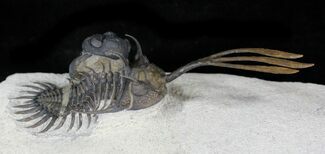 Trident Walliserops Trilobite With Phacops #23861