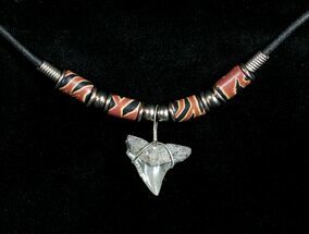 Fossil Bull Shark Tooth Necklace #3537
