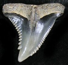 Large Hemipristis Serra Tooth - Maryland #26709