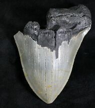 Serrated, Partial Megalodon Tooth - North Carolina #28160