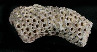 Fossil Tabulate Coral (Thamnopora) - Morocco #28542