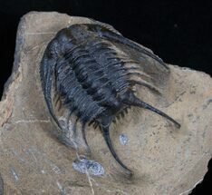 Rare Chlustinia Trilobite - Large Specimen #3759
