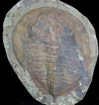 Cambropallas Trilobite From Morocco - Heavily Restored #28943