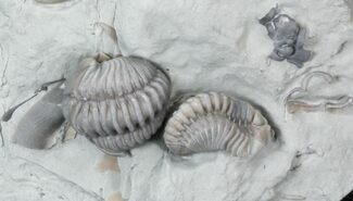 Partially Enrolled Flexicalymene Trilobites - Ohio #30459