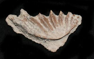 Pennsylvanian Lungfish (Gnathorhiza) Mouthplate - Texas #31366