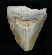 megalodon teeth fossilera bone valley