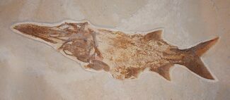 Extremely Rare Paddlefish - Green River Formation #31428