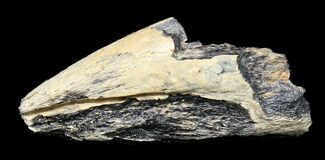 Leptorhynchos (Raptor) Claw - Aguja Formation, Texas #31529