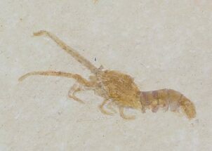 Unidentified Fossil Lobster - Solnhofen Limestone #31711