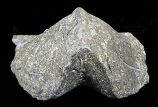 Pyrite Replaced Brachiopod (Paraspirifer) - Ohio #35150