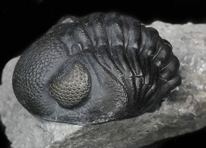 Curled Eldredgeops Trilobite With Nice Eyes - New York #35148