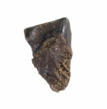 Baby Triceratops Shed Tooth - Montana #35864