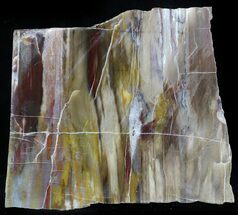 Jurassic Petrified Wood Section - Henry Mountain #36124