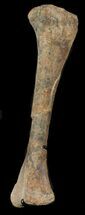 Long Kritosaurus Tibia On Stand - Aguja Formation #38972
