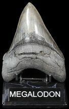 Glossy, Serrated, Megalodon Tooth - Nice Tip #42241