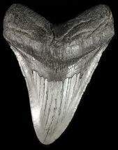 Megalodon Tooth - South Carolina (Repaired) #46449