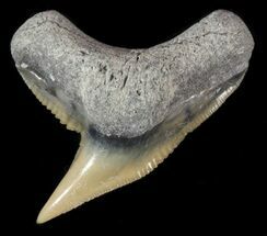 Fossil Tiger Shark Tooth - Lee Creek (Aurora), NC #47665