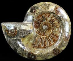 Wide Polished Ammonite Dish - Inlaid Ammonite #49781