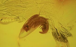Fossil Millipede (Julidae) In Baltic Amber #50612