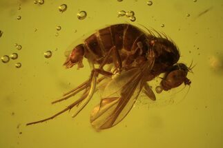 Detailed Fossil Fly (Diptera) & Small Oak Flower In Baltic Amber #50613