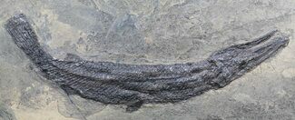 Garfish From Messel Shales, Germany - Collector Specimen #50715