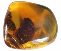 Polished Chiapas Amber With Inclusion - Mexico #50807