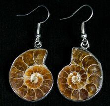 Polished Ammonite Earrings #2714