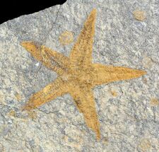 Ordovician Starfish (Petraster?) & Edrioasteroids #57707