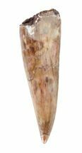 Beautiful, Triassic Phytosaur Anterior Tooth/Fang - Arizona #62399