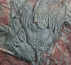 Moroccan Crinoid (Scyphocrinites) Pair - Nice Detail #62651