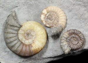 Beautiful Ammonite Cluster (Asteroceras & Promicroceras) - England #62903