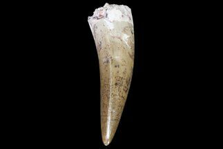 Killer, Phytosaur (Machaeroprosopus) Tooth Arizona #66405