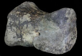 Hadrosaur (Duck-Billed Dinosaur) Medial Toe Bone - Montana #66473